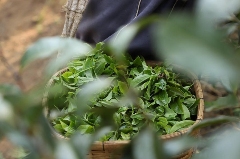 美国茶叶进口增长趋势:有机茶崛起引领市场变革 2024美国茶叶进口:传统红茶85.5%的市占率下,增速被有机茶甩开6倍差距