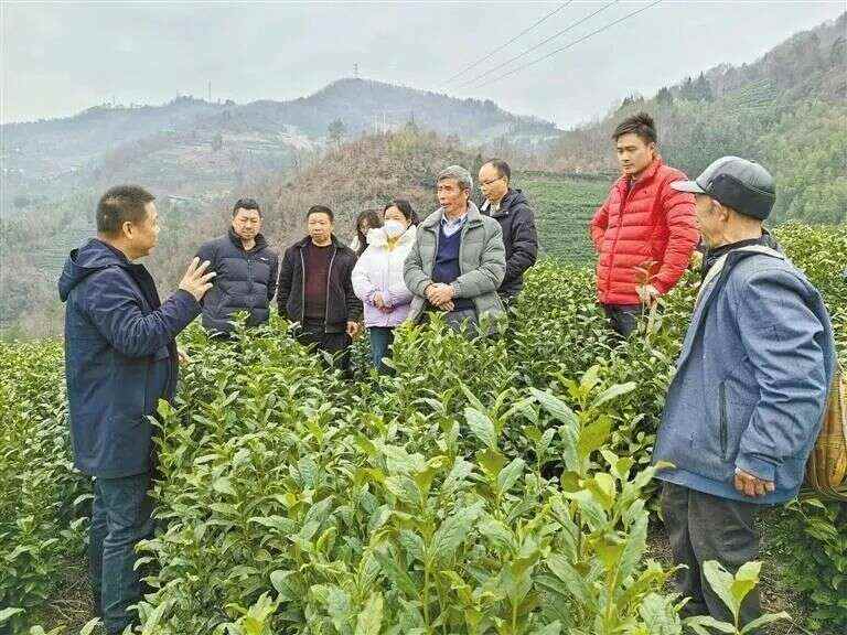 紫阳：只为春茶香满园