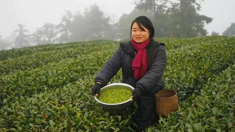 四川春茶采摘季全面启动 茶农喜迎丰收季 四川早春茶采鲜,“金叶子”开采