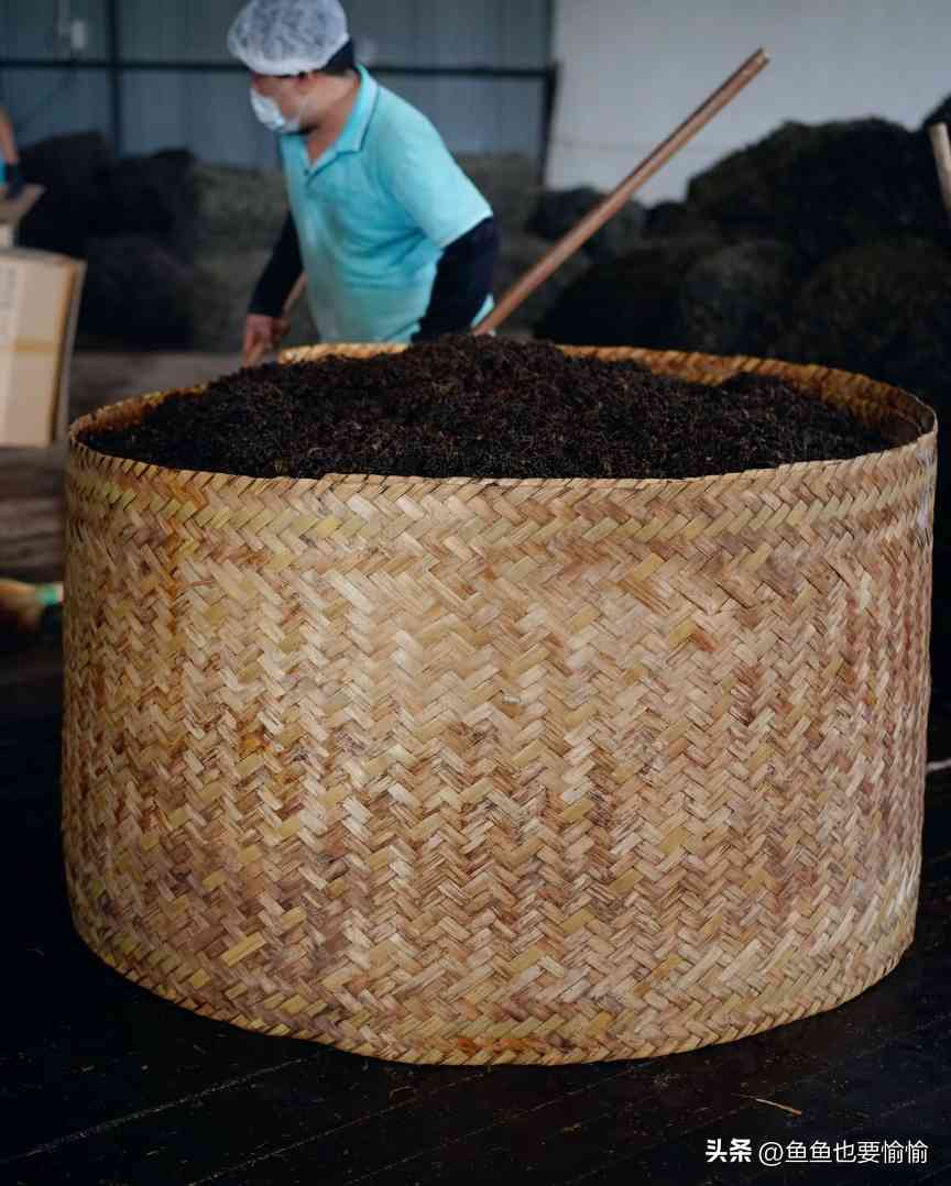 六堡茶与普洱茶的陈化潜力及工艺差异解析 六堡茶与普洱茶的陈化潜力及工艺差异解析