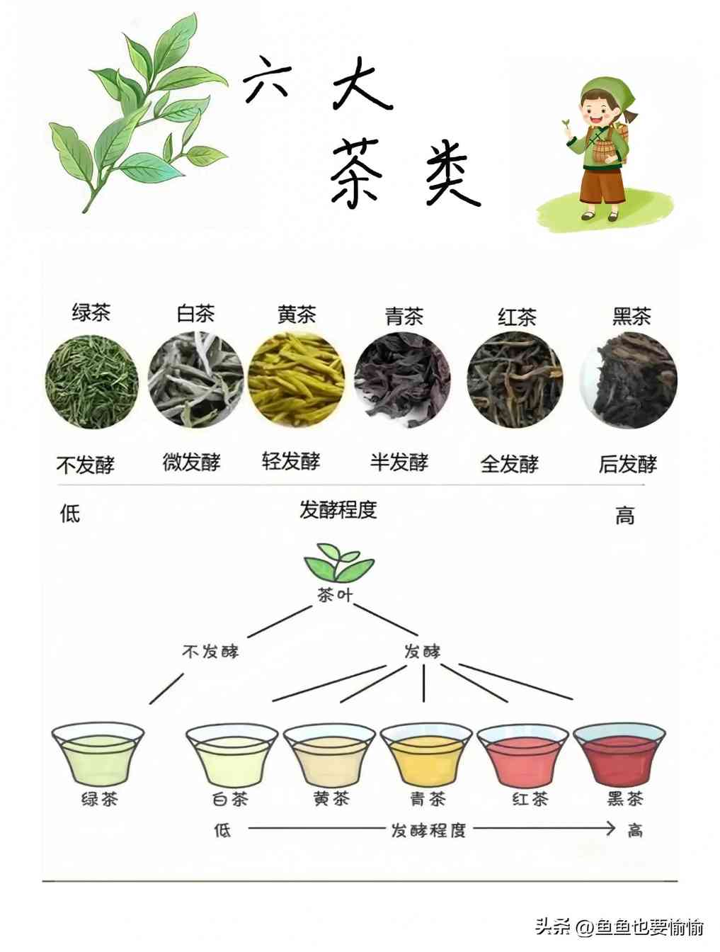 六堡茶与普洱茶的陈化潜力及工艺差异解析 六堡茶与普洱茶的陈化潜力及工艺差异解析