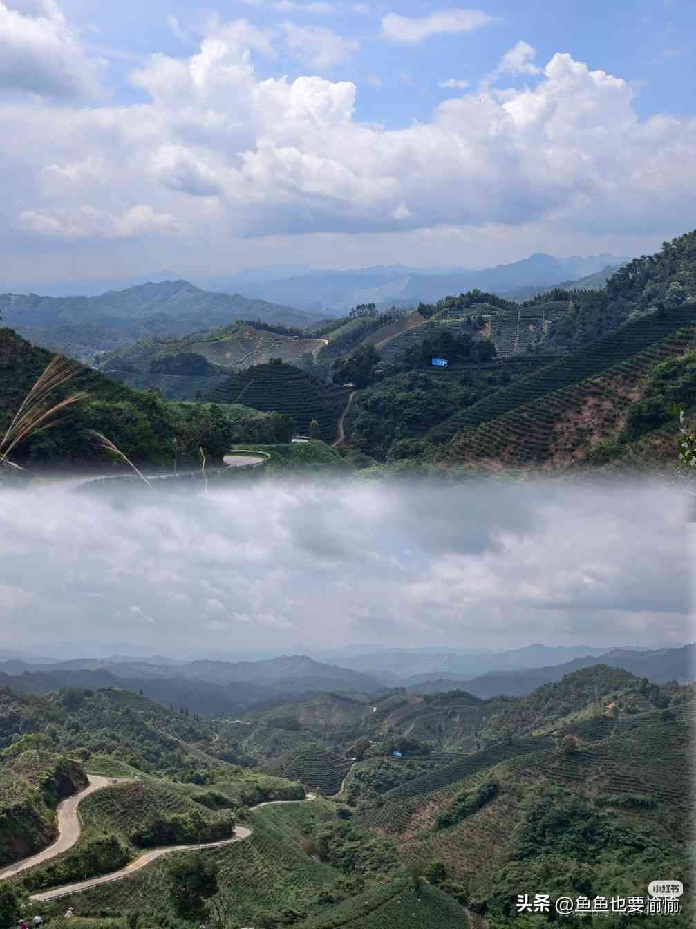 六堡茶与普洱茶的陈化潜力及工艺差异解析 六堡茶与普洱茶的陈化潜力及工艺差异解析