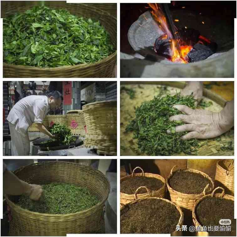 六堡茶与普洱茶的陈化潜力及工艺差异解析 六堡茶与普洱茶的陈化潜力及工艺差异解析