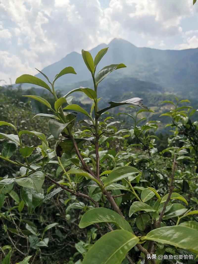 六堡茶与普洱茶的陈化潜力及工艺差异解析 六堡茶与普洱茶的陈化潜力及工艺差异解析