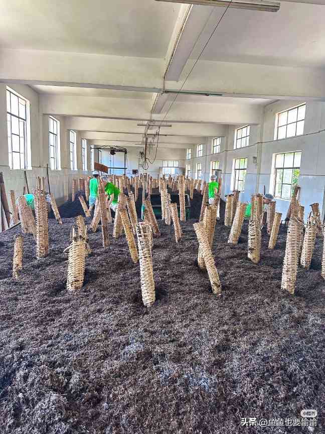 六堡茶与普洱茶的陈化潜力及工艺差异解析 六堡茶与普洱茶的陈化潜力及工艺差异解析
