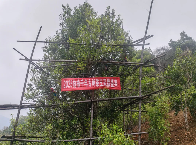 春茶采摘助力茶农增收 沧源古树茶管理新模式 2025年沧源怕怕千年古树茶王采摘仪式启动