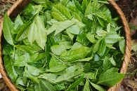 春茶采摘助力茶农增收 沧源古树茶管理新模式 2025年沧源怕怕千年古树茶王采摘仪式启动