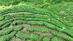 芦山春茶采摘黄金期 精选品种展现自然品质 芦山高山茶园“秘境” 从茶园到茶杯的春日之约