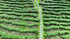 芦山春茶采摘黄金期 精选品种展现自然品质 芦山高山茶园“秘境” 从茶园到茶杯的春日之约