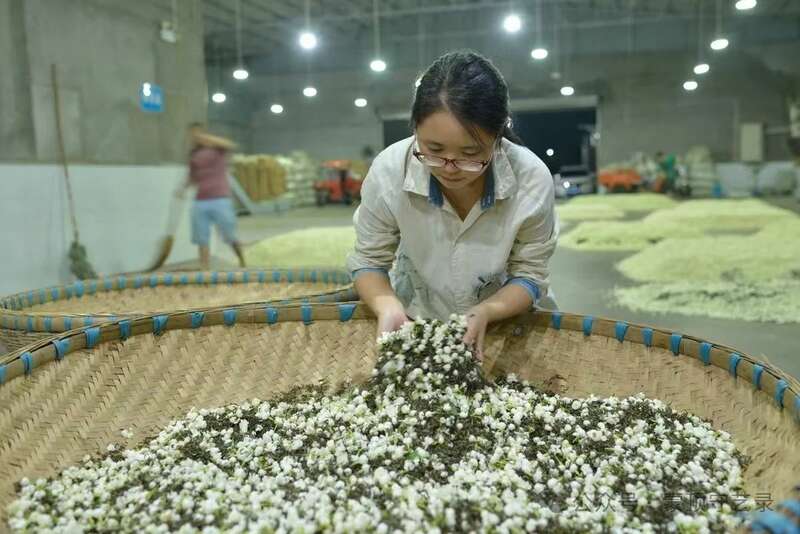 非遗创新潮:传统技艺焕发新生机 蒙顶山茶:千年技艺的破圈与创新