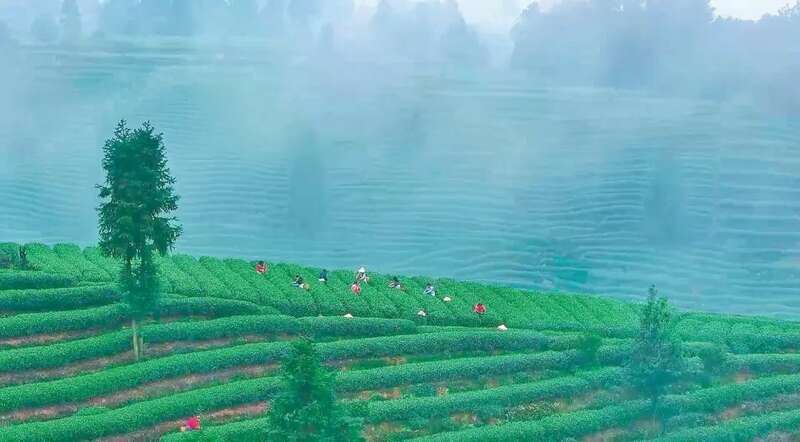 雅安茶企齐聚成都 春茶新品亮相茶博会 雅安20余家茶企将亮相第十四届四川国际茶业博览会