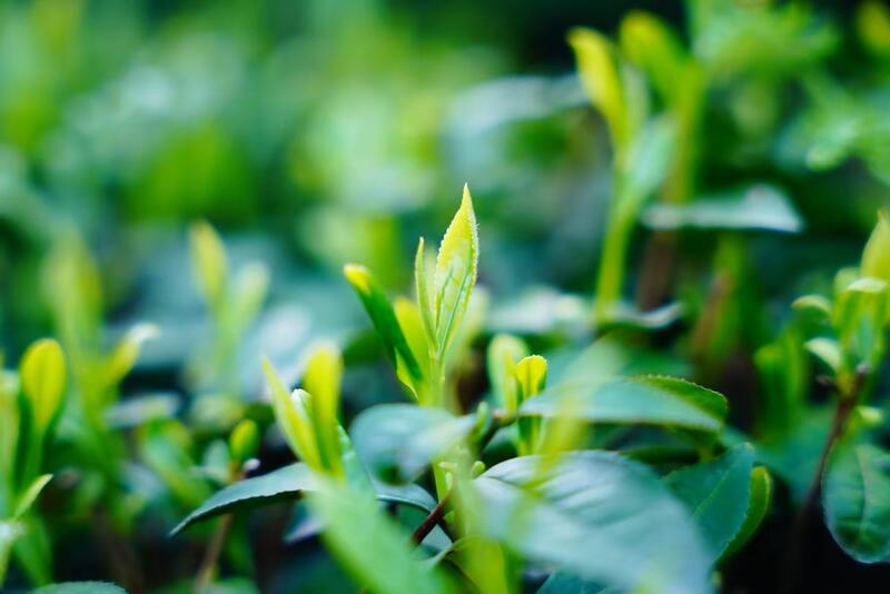 旺苍黄茶产业新机遇 共建国际平台促发展 千亿茶单启航!广元旺苍茶叶再吸金,交易双IP联动,聚势共赢