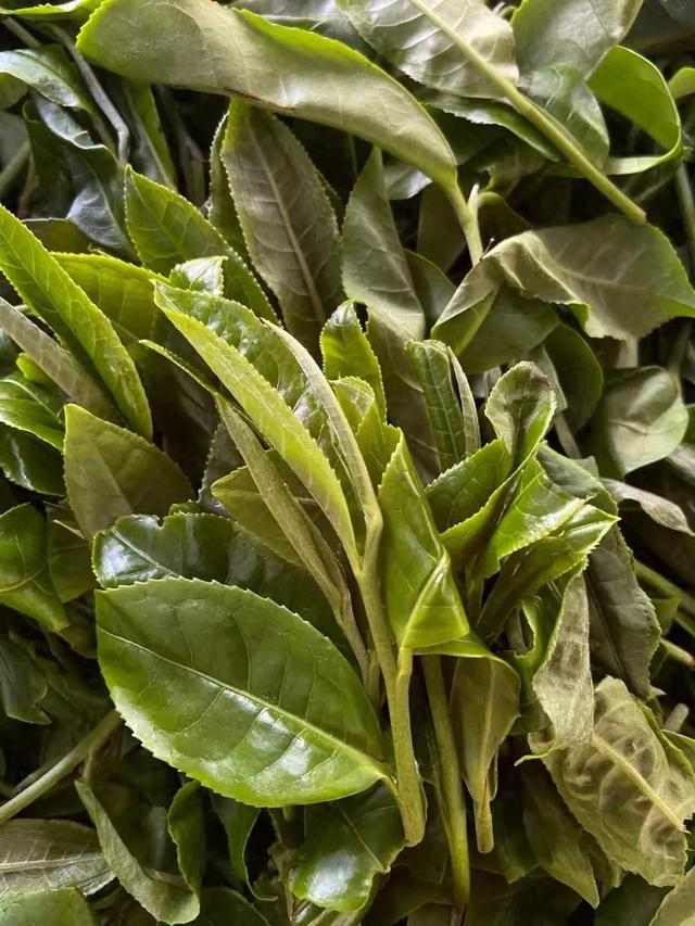 普洱茶价格差异解析:品质与原料决定价值 普洱茶价格差异解析:品质与原料决定价值