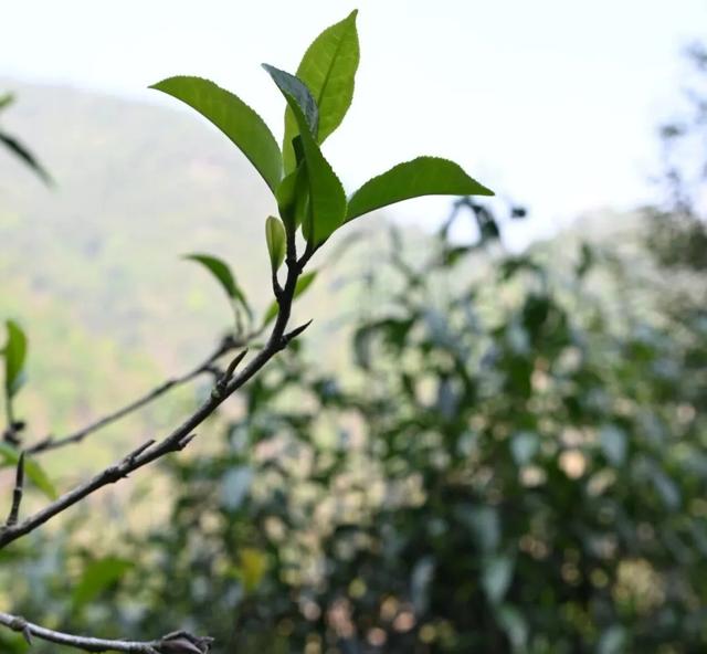 普洱茶价格差异解析:品质与原料决定价值 普洱茶价格差异解析:品质与原料决定价值