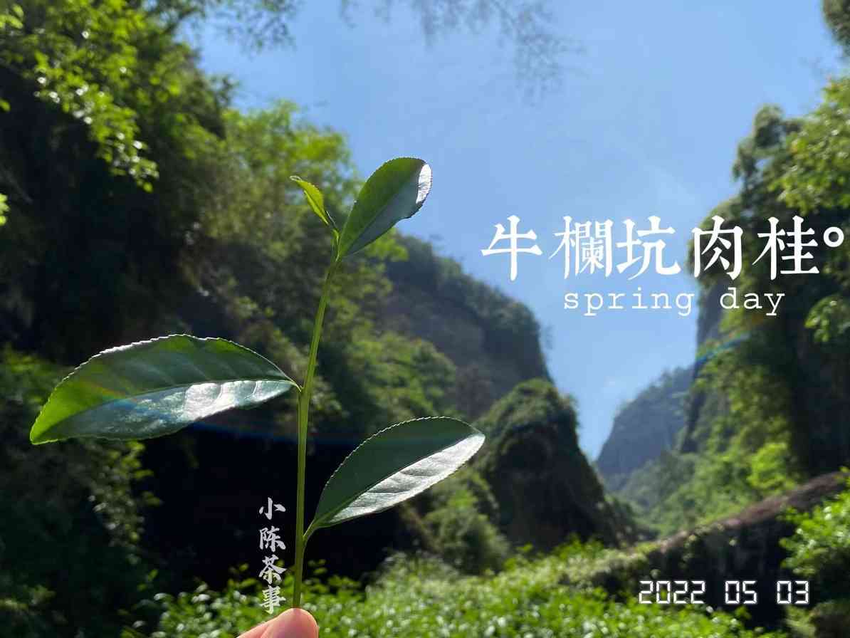 拼配岩茶别轻信,纯料牛栏坑肉桂价值为何独特? 拼配岩茶别轻信,纯料牛栏坑肉桂价值为何独特?