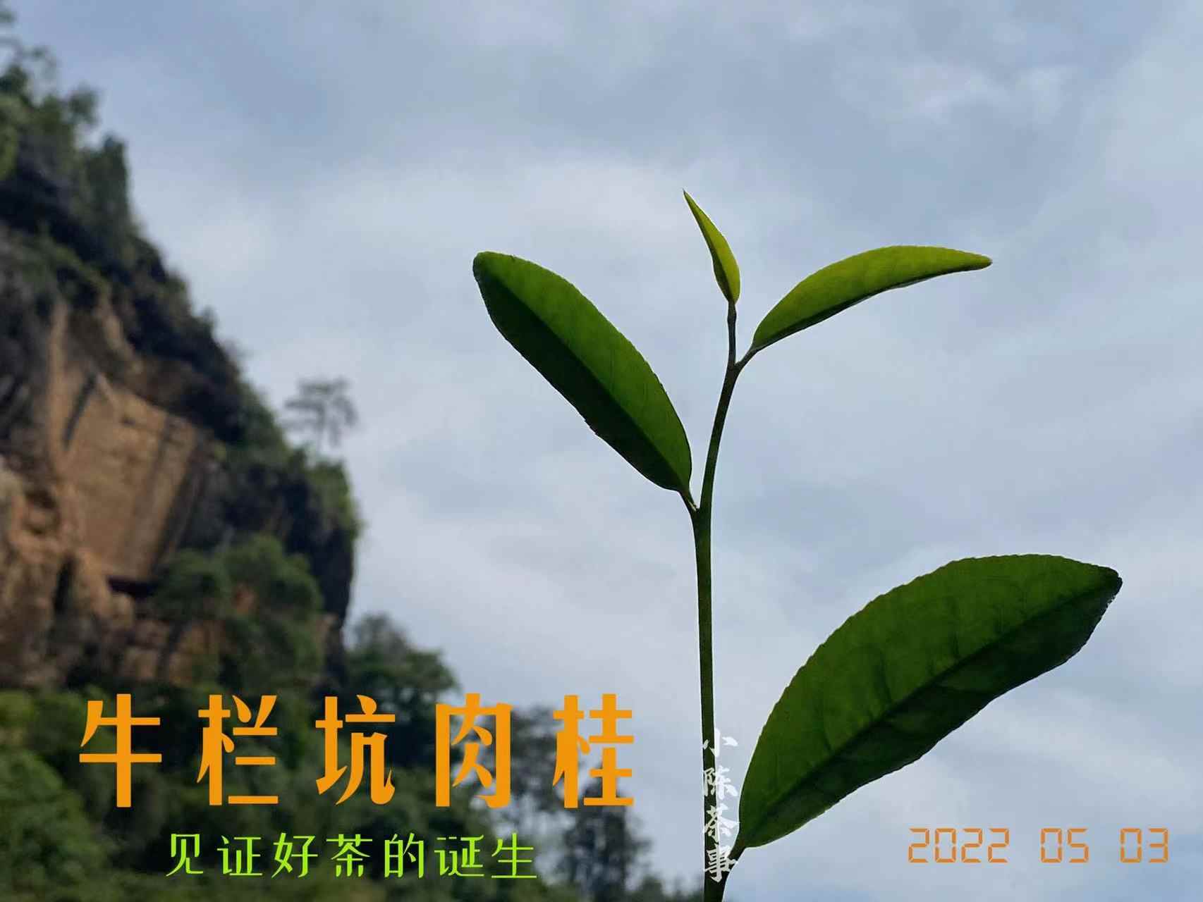 拼配岩茶别轻信,纯料牛栏坑肉桂价值为何独特? 拼配岩茶别轻信,纯料牛栏坑肉桂价值为何独特?