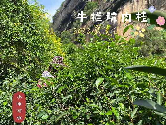 拼配岩茶别轻信,纯料牛栏坑肉桂价值为何独特? 拼配岩茶别轻信,纯料牛栏坑肉桂价值为何独特?