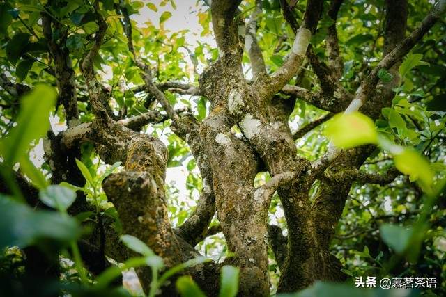普洱茶的真谛：从物质到心理的觉醒旅程