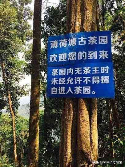 普洱茶原料分档指南：3句大实话教你避坑