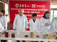 云南高黎贡山茶文化节推动生态与乡村振兴融合发展 联动千村万寨、保护生物多样性茶山、助力乡村振兴暨高黎贡山第十届茶文化节盛大开幕!