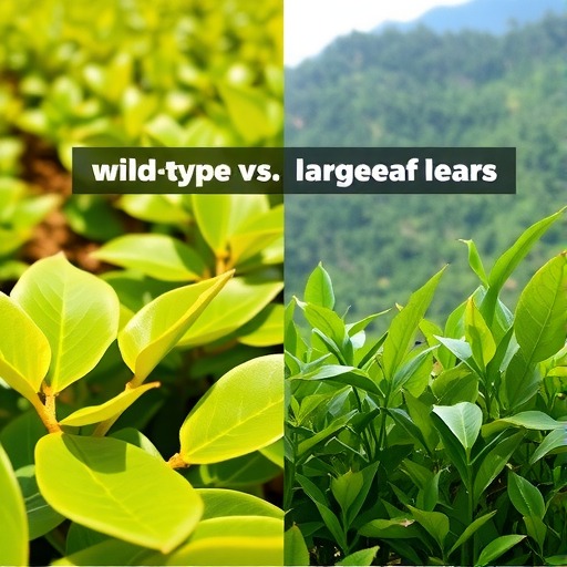 如何区分绿大树家族野生系与大叶系茶品？