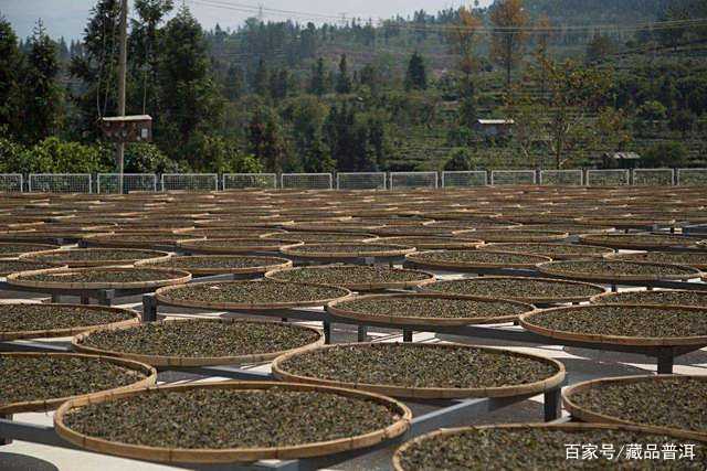 普洱茶越陈越香的5个冷知识，你知道几个？