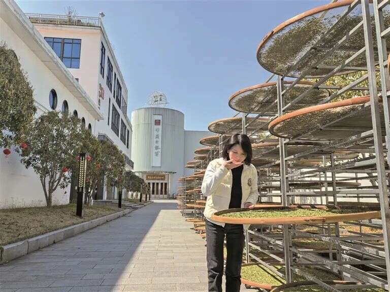 政协委员助力福鼎白茶深耕茶旅融合推动高质量发展 “茶委员”:驱动福鼎白茶产业发展的“引擎”