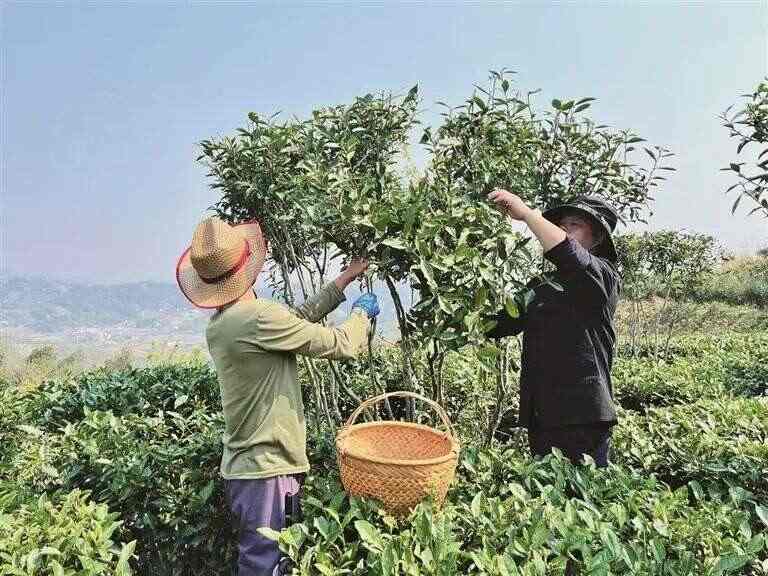 政协委员助力福鼎白茶深耕茶旅融合推动高质量发展 “茶委员”:驱动福鼎白茶产业发展的“引擎”