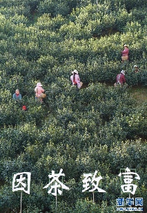 科技帮扶催生焕古镇茶产业振兴 高附加值提升新实践 茶乡紫阳:科技巧赋能 绿叶变“金叶”