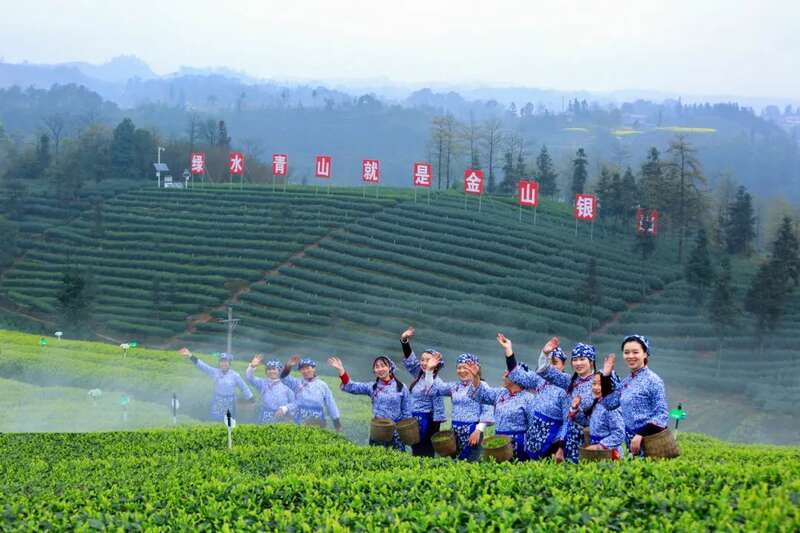 2025泸州·纳溪特早茶成都双会场盛典将于4月6日启幕 2025泸州·纳溪特早茶成都双会场盛典将于4月6日启幕