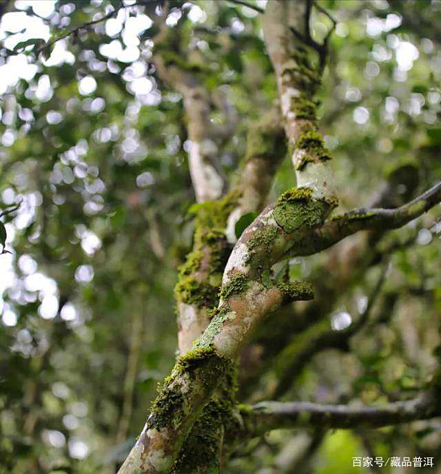 几经沉浮，金竹山野生圆茶惊艳重回视野