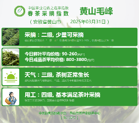 2025春茶季：六安瓜片开采