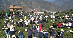 学茶技、吃茶宴、看茶舞！农文旅融合激活春日经济新消费