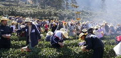 学茶技、吃茶宴、看茶舞！农文旅融合激活春日经济新消费