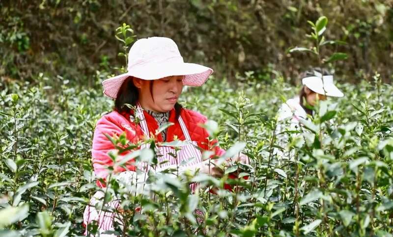 凤冈:“老茶园”里飘出“新茶香 ” 凤冈:“老茶园”里飘出“新茶香 ”