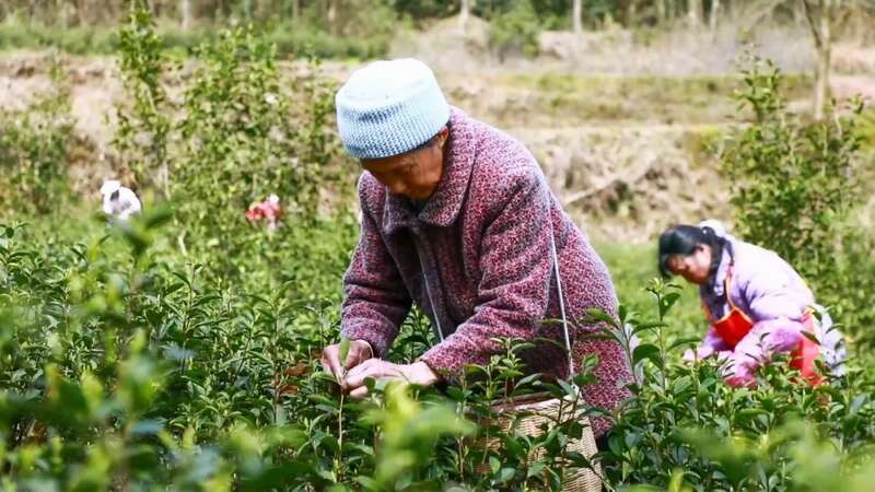 凤冈:“老茶园”里飘出“新茶香 ” 凤冈:“老茶园”里飘出“新茶香 ”