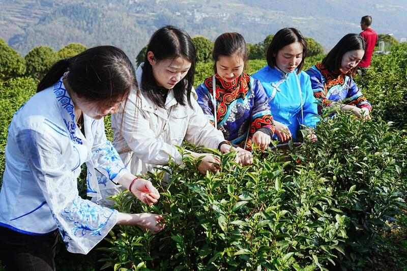 品一口春天的味道！正安白茶春茶正式开采