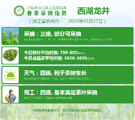 2025春茶季：信阳毛尖开采