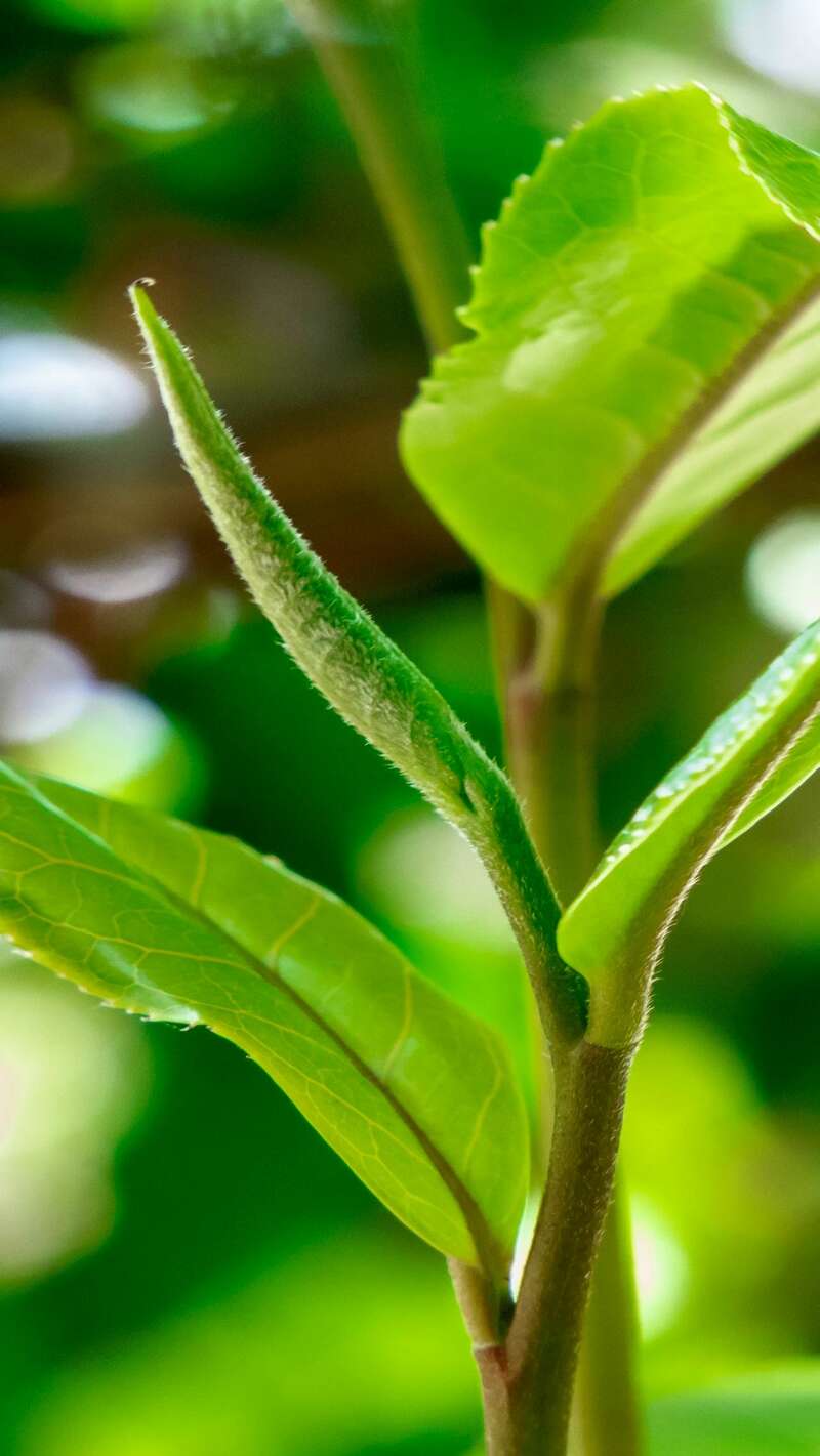 景迈山古茶林兰香蜜韵陈化轨迹解析 澜沧古茶景迈山的春天,该是001味的