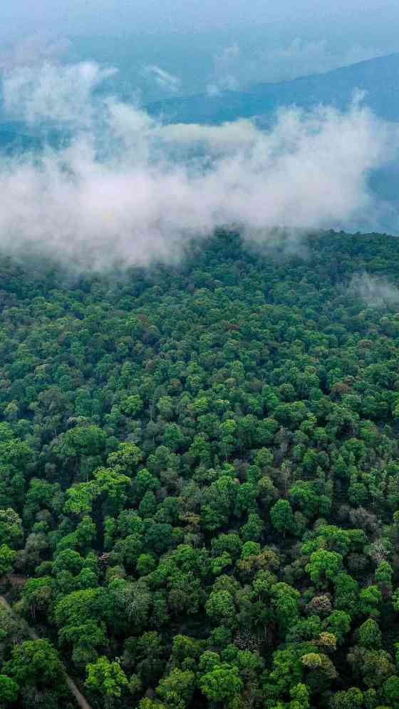 景迈山古茶林兰香蜜韵陈化轨迹解析 澜沧古茶景迈山的春天,该是001味的