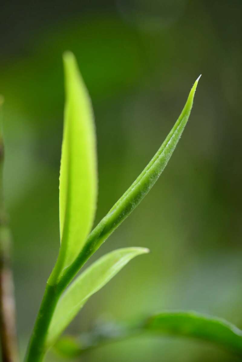 景迈山古茶林兰香蜜韵陈化轨迹解析 澜沧古茶景迈山的春天,该是001味的