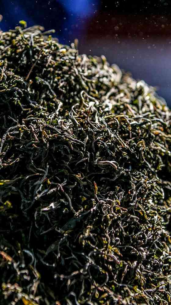 景迈山古茶林兰香蜜韵陈化轨迹解析 澜沧古茶景迈山的春天,该是001味的