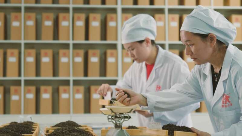 景迈山古茶林兰香蜜韵陈化轨迹解析 澜沧古茶景迈山的春天,该是001味的