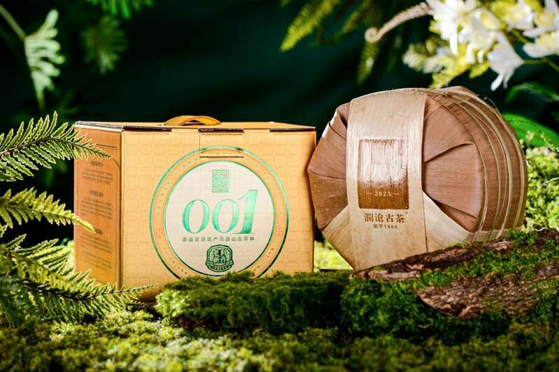 景迈山古茶林兰香蜜韵陈化轨迹解析 澜沧古茶景迈山的春天,该是001味的