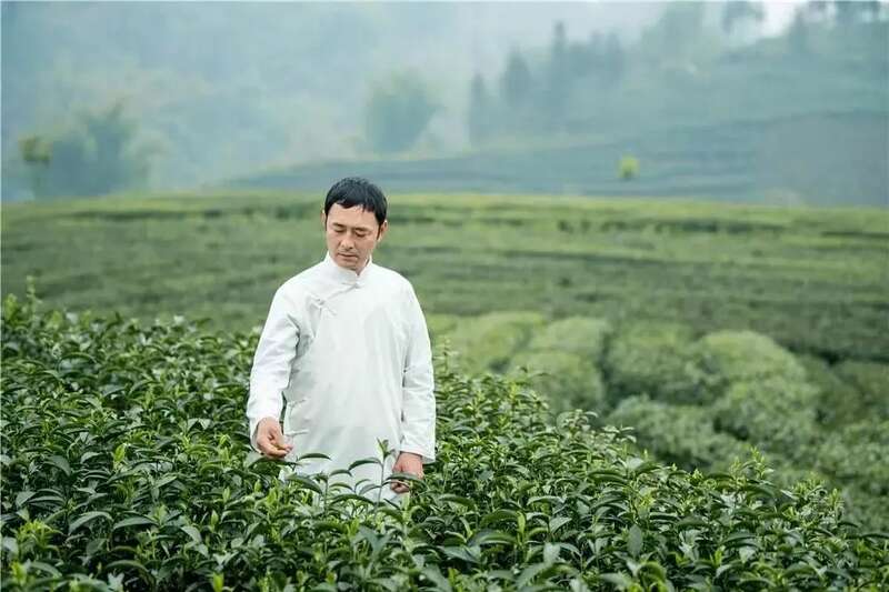 来不来雅安喝茶？