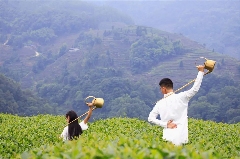 来不来雅安喝茶？