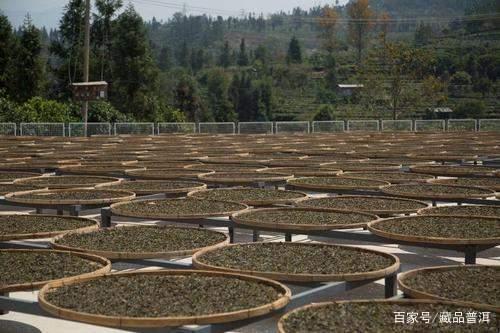 普洱茶品牌为何更受青睐？品质稳定与性价比优势解析