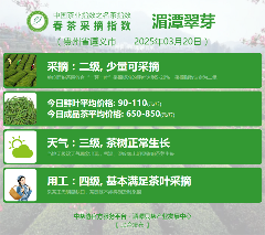 2025春茶季：西湖龙井、湄潭翠芽开采