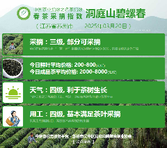 2025春茶季：西湖龙井、湄潭翠芽开采