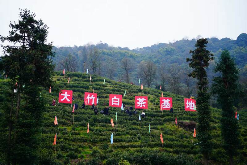 大竹县喊山开茶节迎春启幕 传统茶文化焕新活力 声穿云海,唤醒茶山:2023第三届“巴山青”茶文化节暨第九届“大竹白茶”喊山开茶节启幕